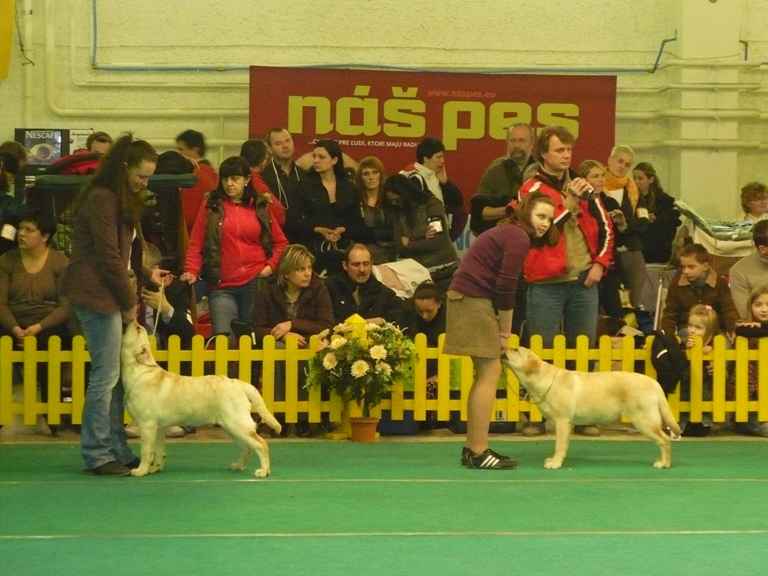 labrador novinky 2011 Queens joy